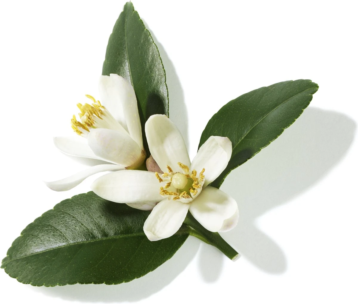 Lancôme Poême 30 Ml - Eau De Parfum - Damesparfum 13 Lancôme Poême 30 Ml - Eau De Parfum - Damesparfum - Afbeelding 11